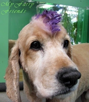 Pet Grooming Chalk Coloured Hair